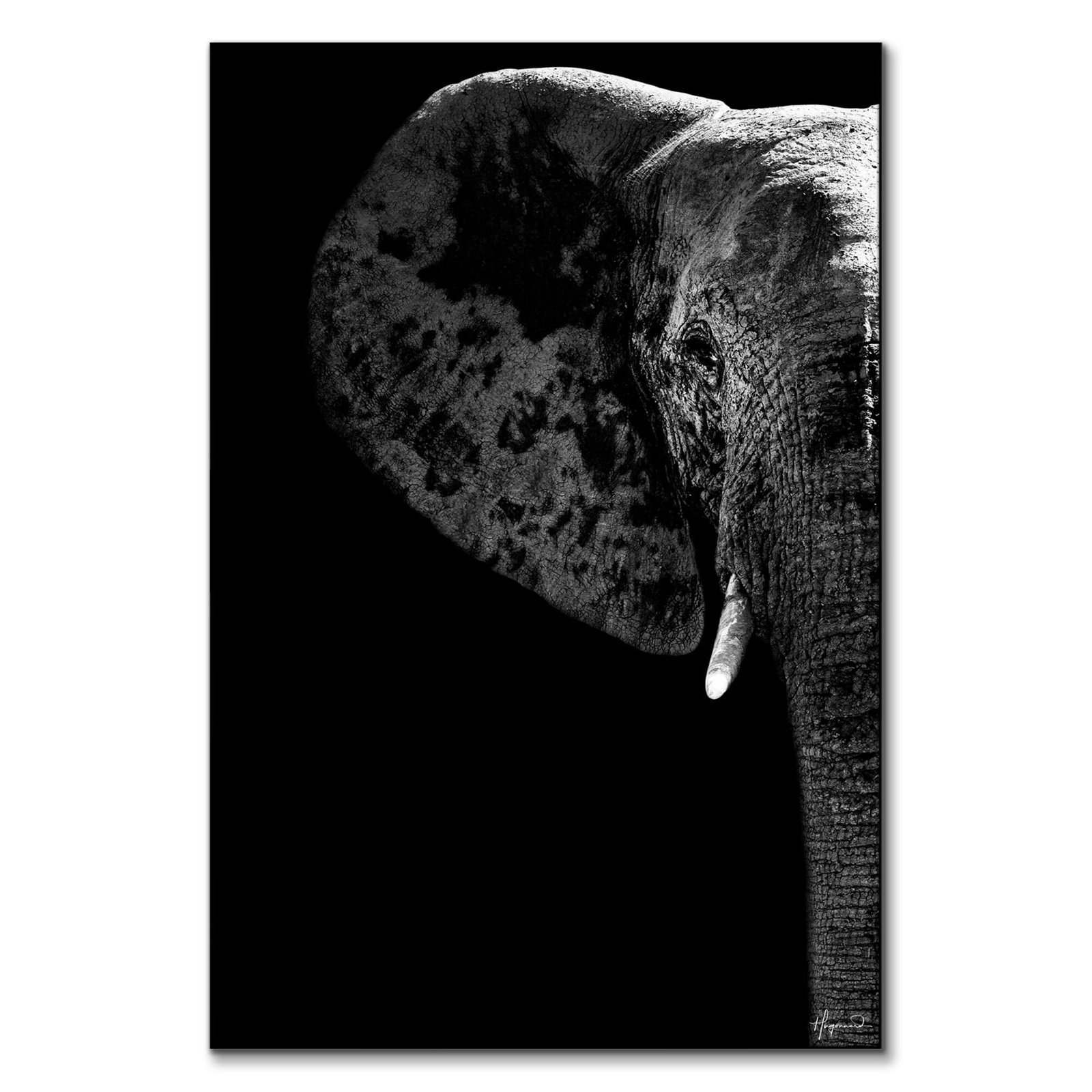 Elephant Black Edition