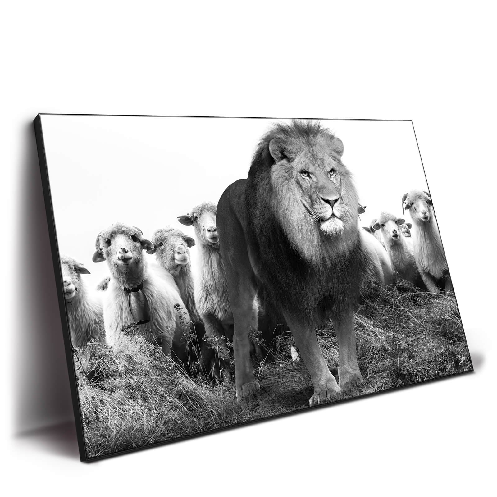 Lion and Sheep - Image 3