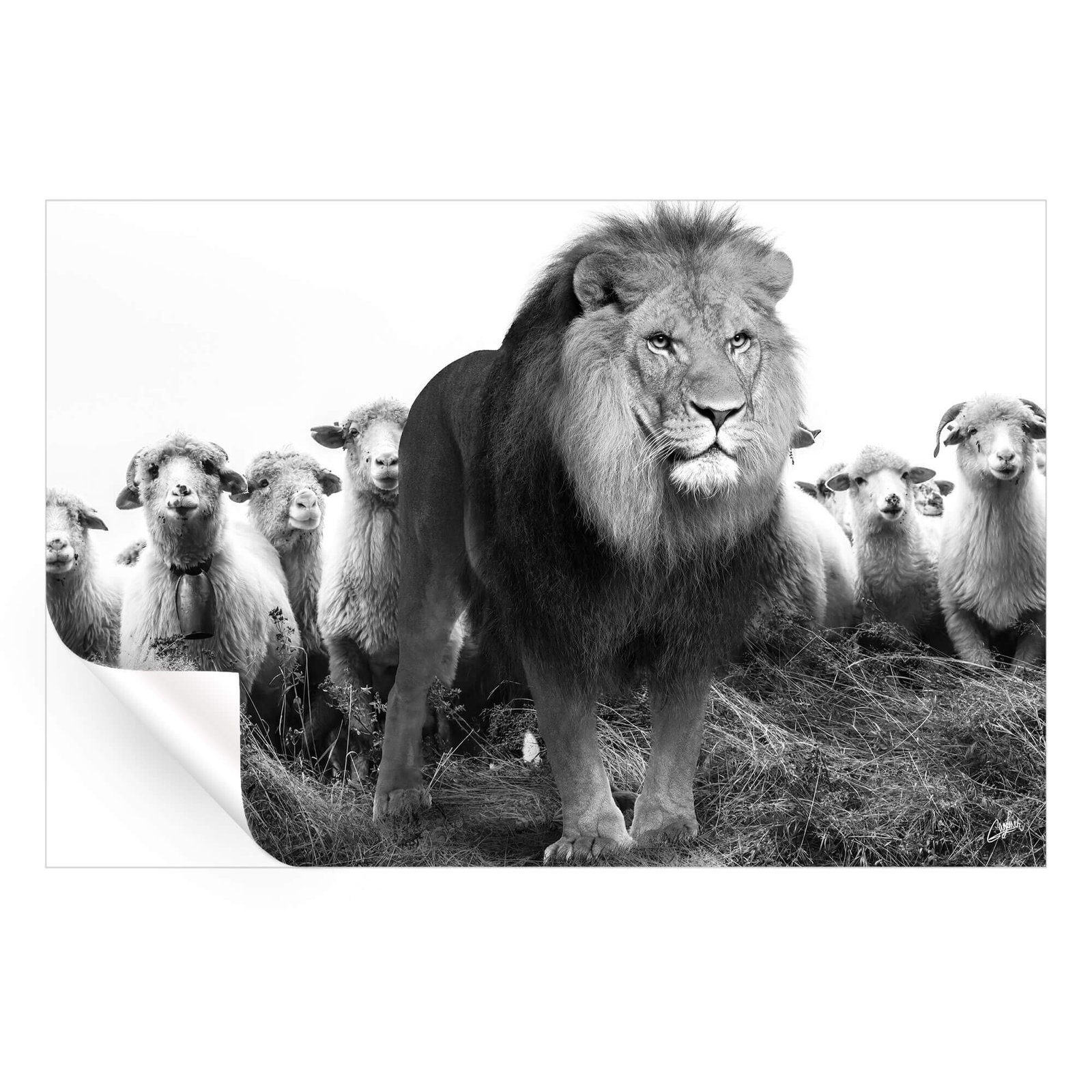 Lion and Sheep - Image 2