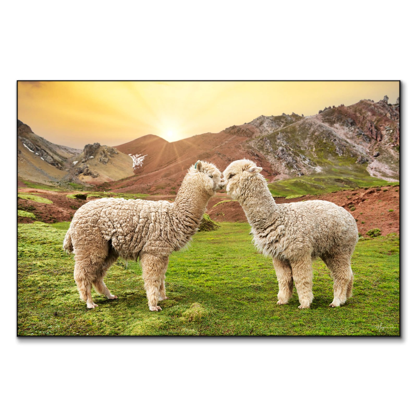 Alpaca Love