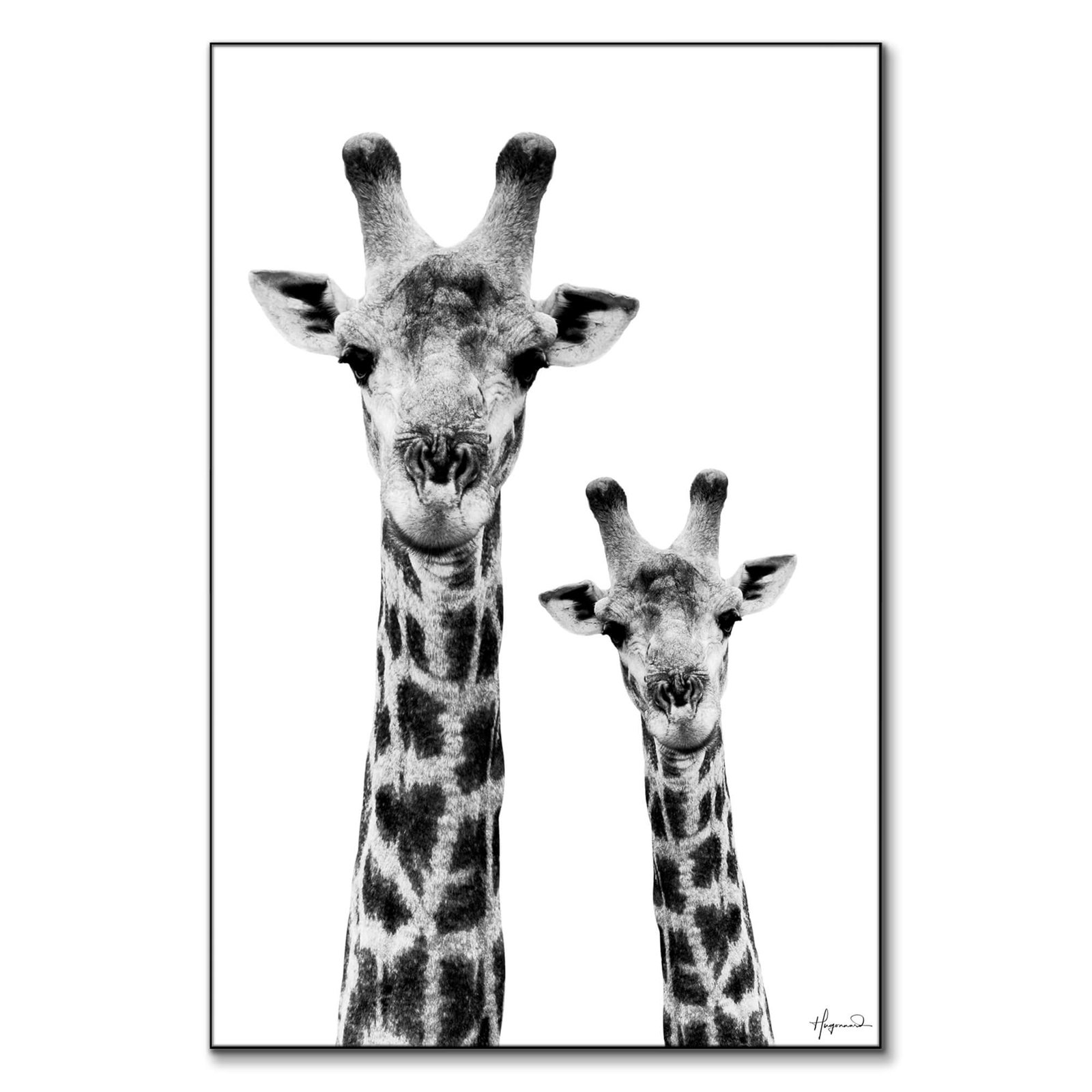 Giraffe and Baby White Edition