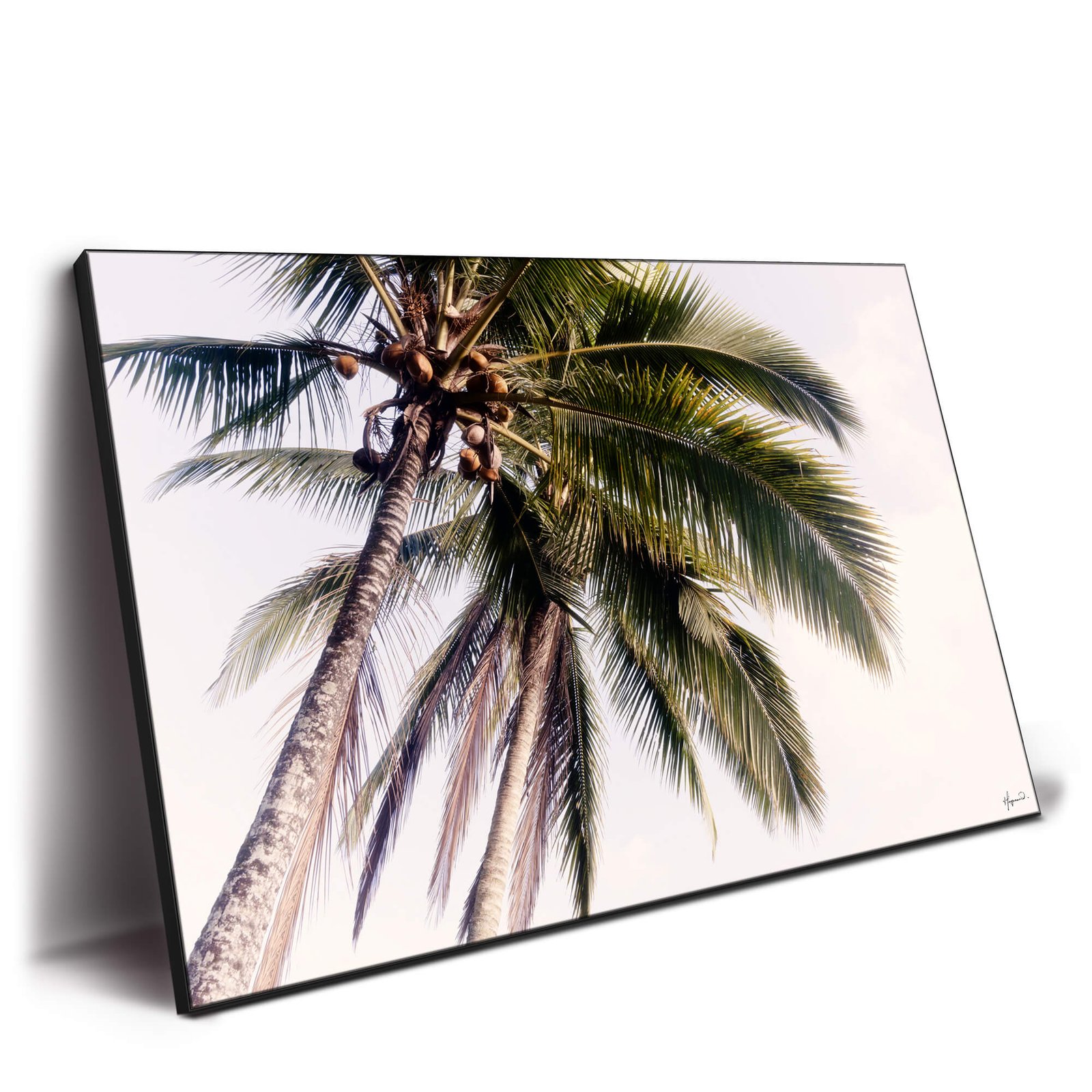 Tropical Palm Trees - Image 2