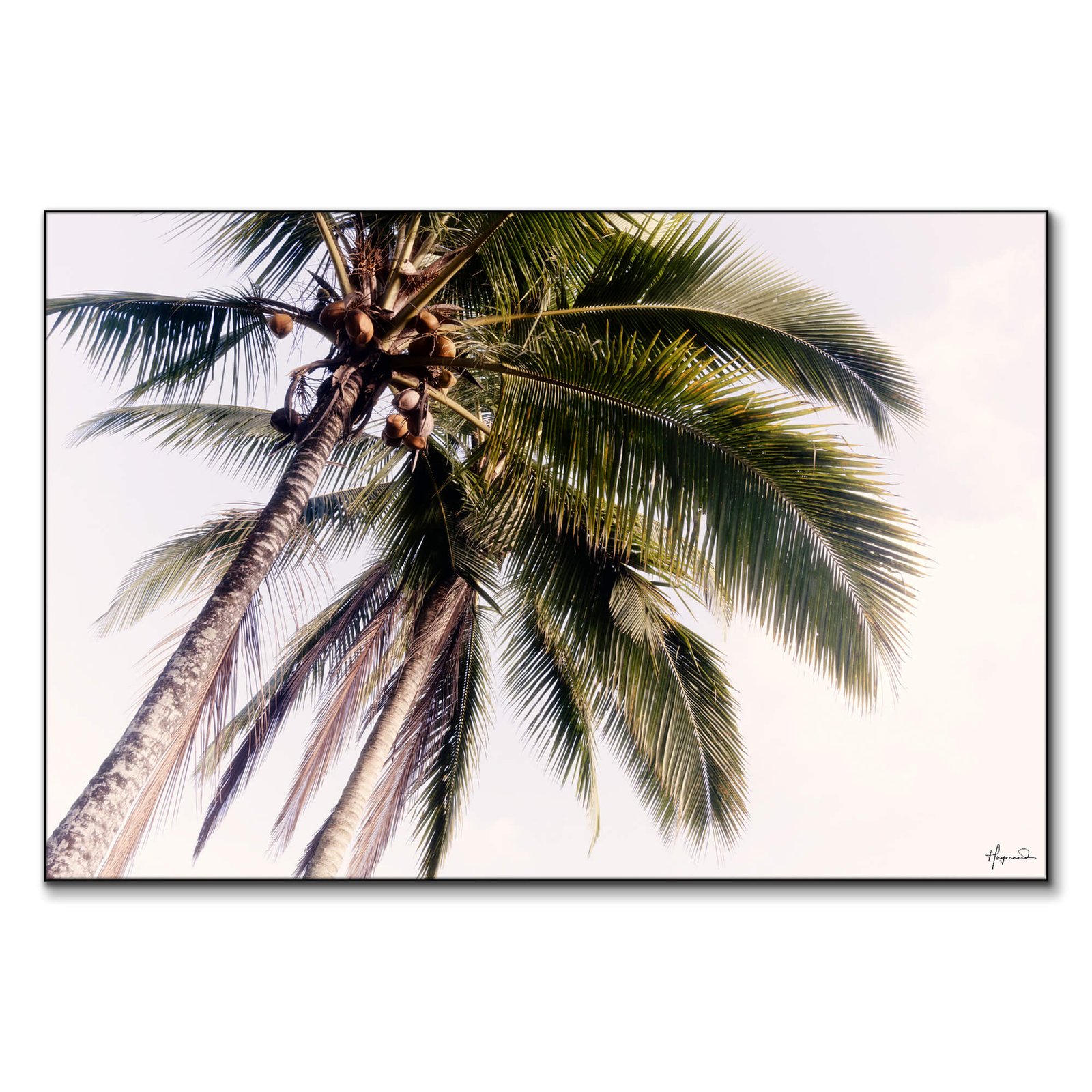 Tropical Palm Trees