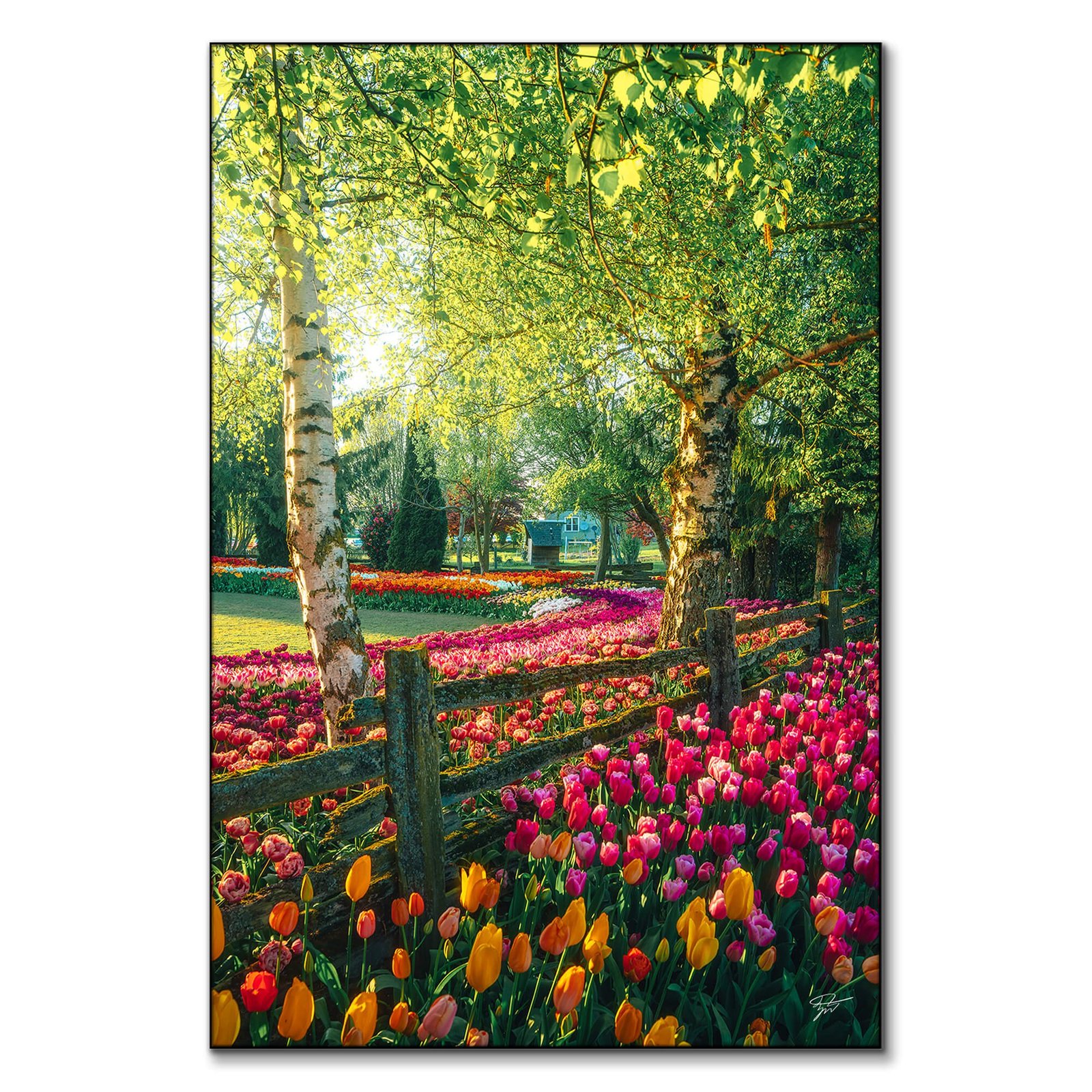 A Garden of Dreams
